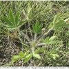 musch cribrellum hostplant2 volg